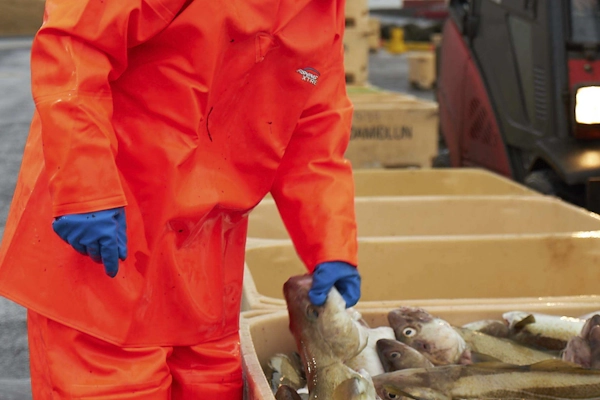 Ammattikalastaja oranssissa vedenpitävässä kalastusasussa käsittelemässä kalaa satamassa
